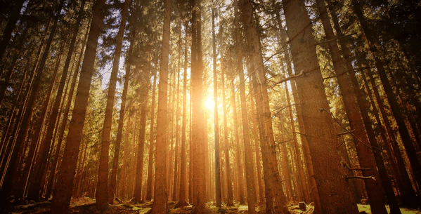 Bosque